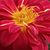 Rumeno - rdeča - Mini - pritlikave vrtnice - Cleopátra